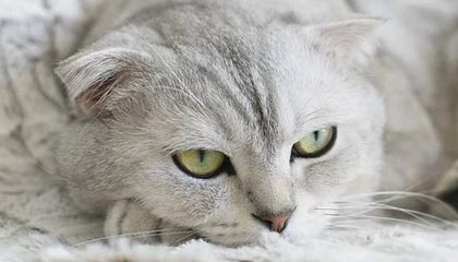 华体会app官方网站：开启体育娱乐的新纪元